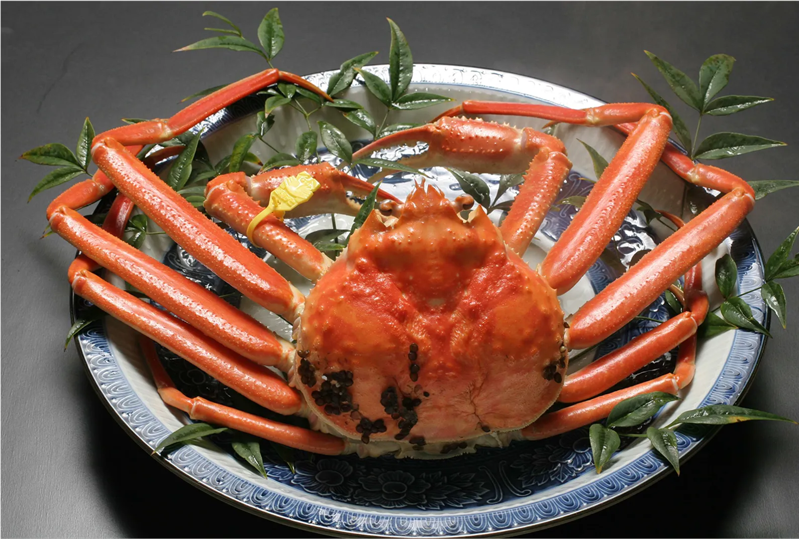 Echizen Crab 02