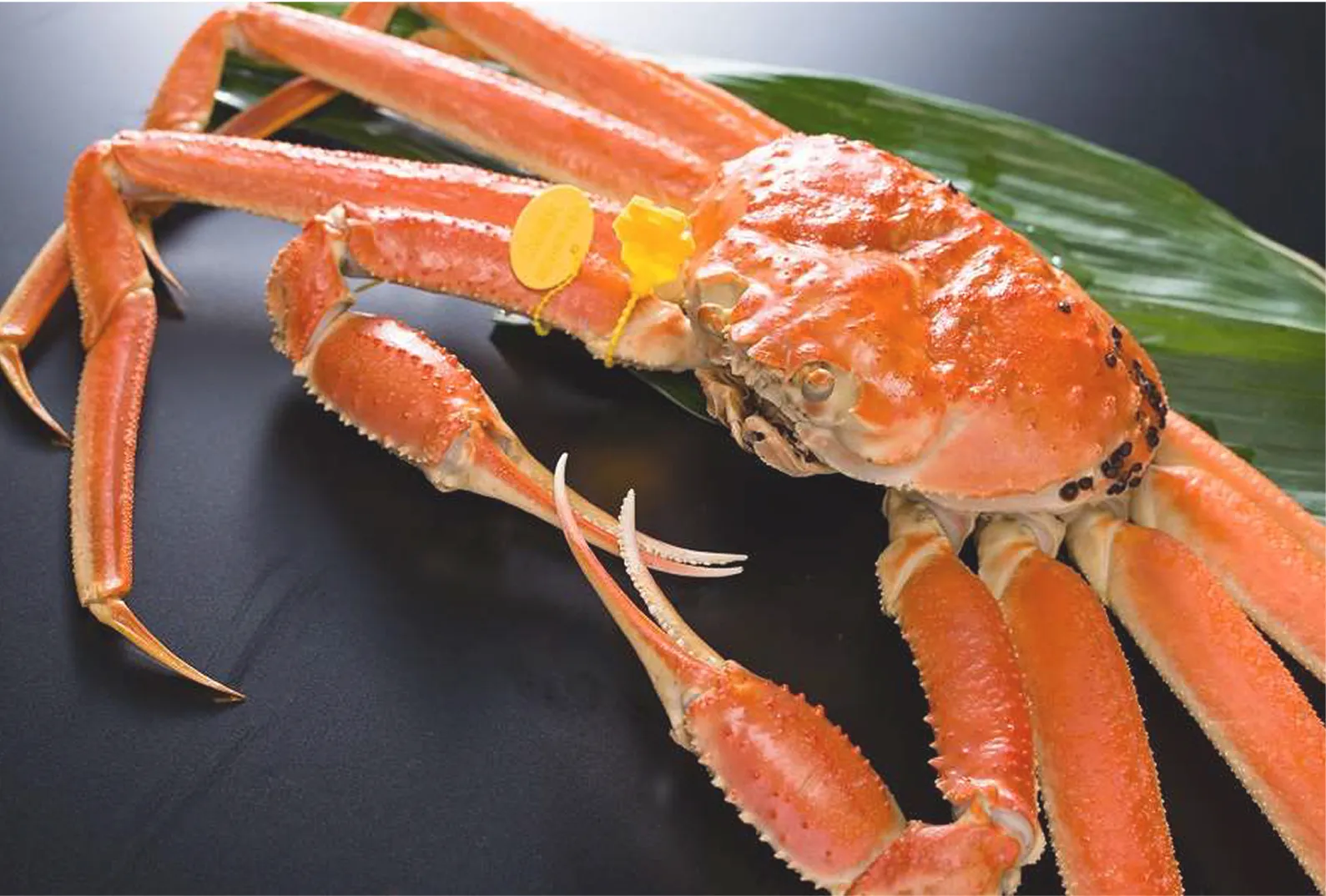 Echizen Crab 01